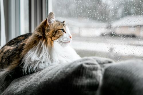 Ben Doi Nguoi Thuong Nguyen Si Kha • Rainy Day Memories • 2023